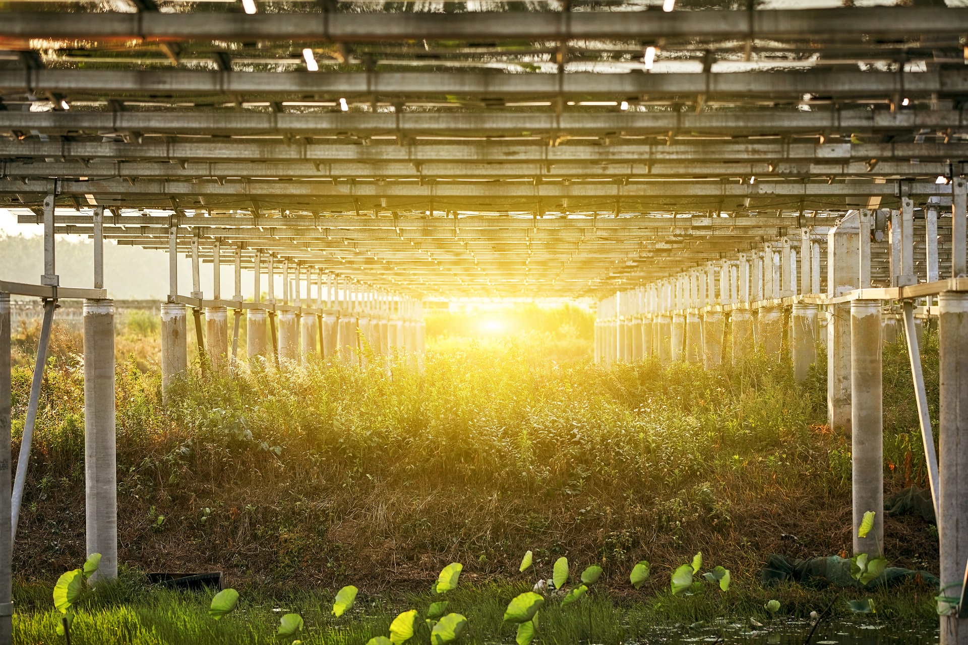 agro fotovoltaico