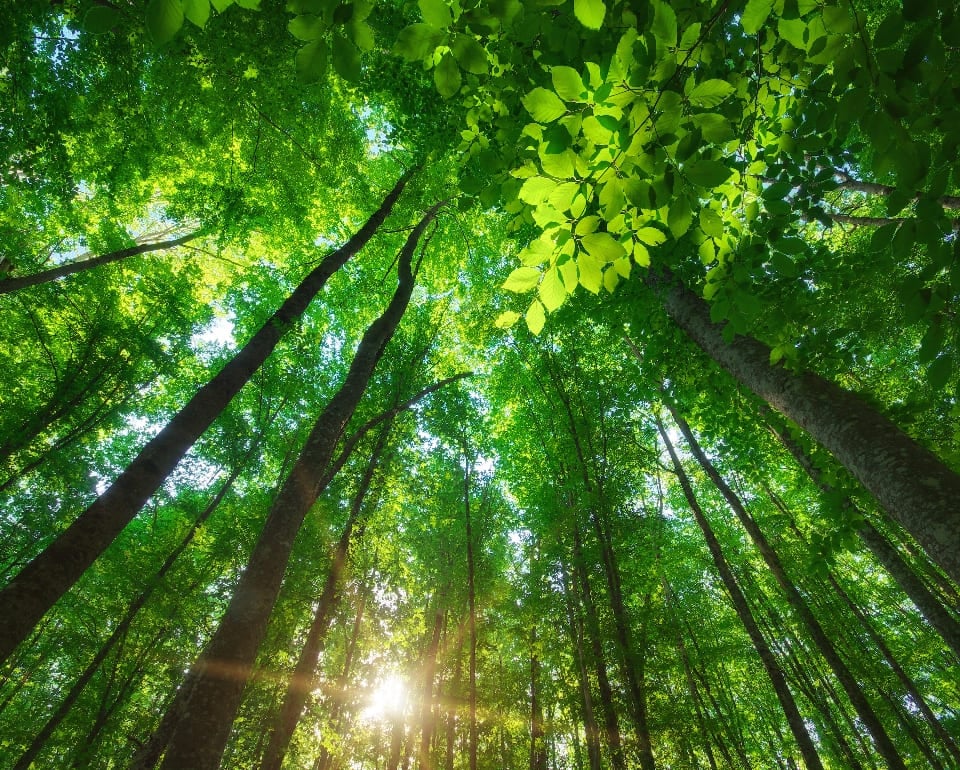 ISO 14001